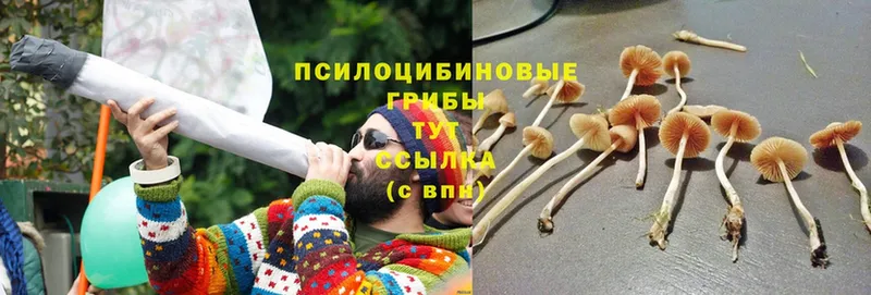 Псилоцибиновые грибы Cubensis  наркотики  Гаврилов-Ям 